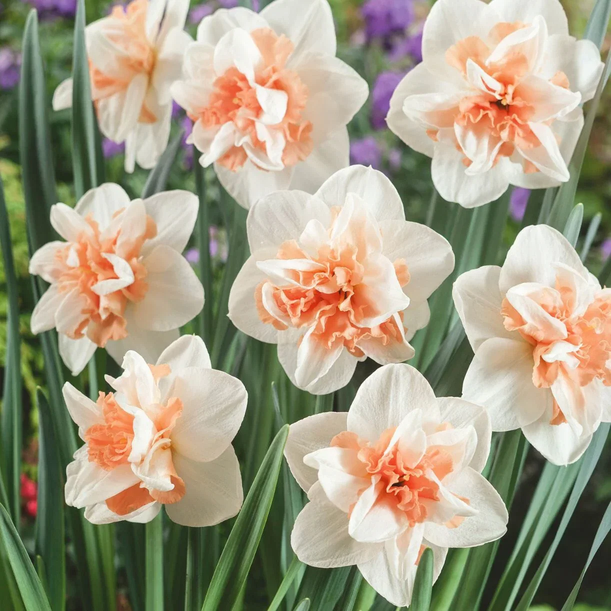Daffodil Bulbs - Double Flower Surprise