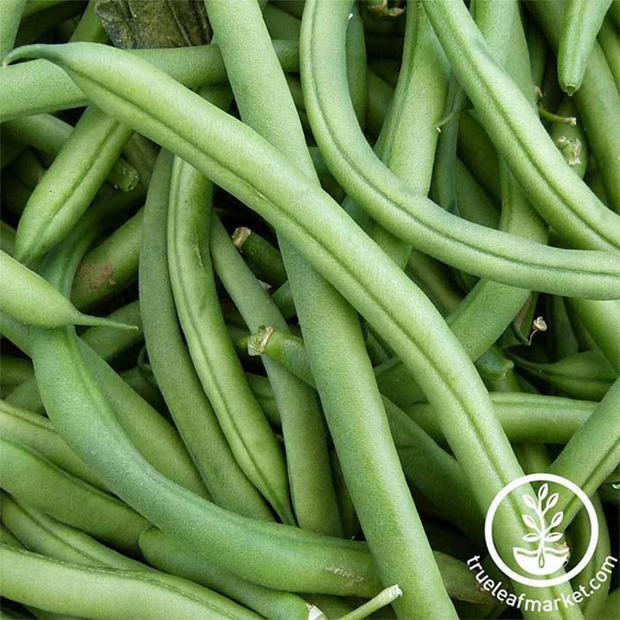 Bean Seeds - Pole - Blue Lake FM1K