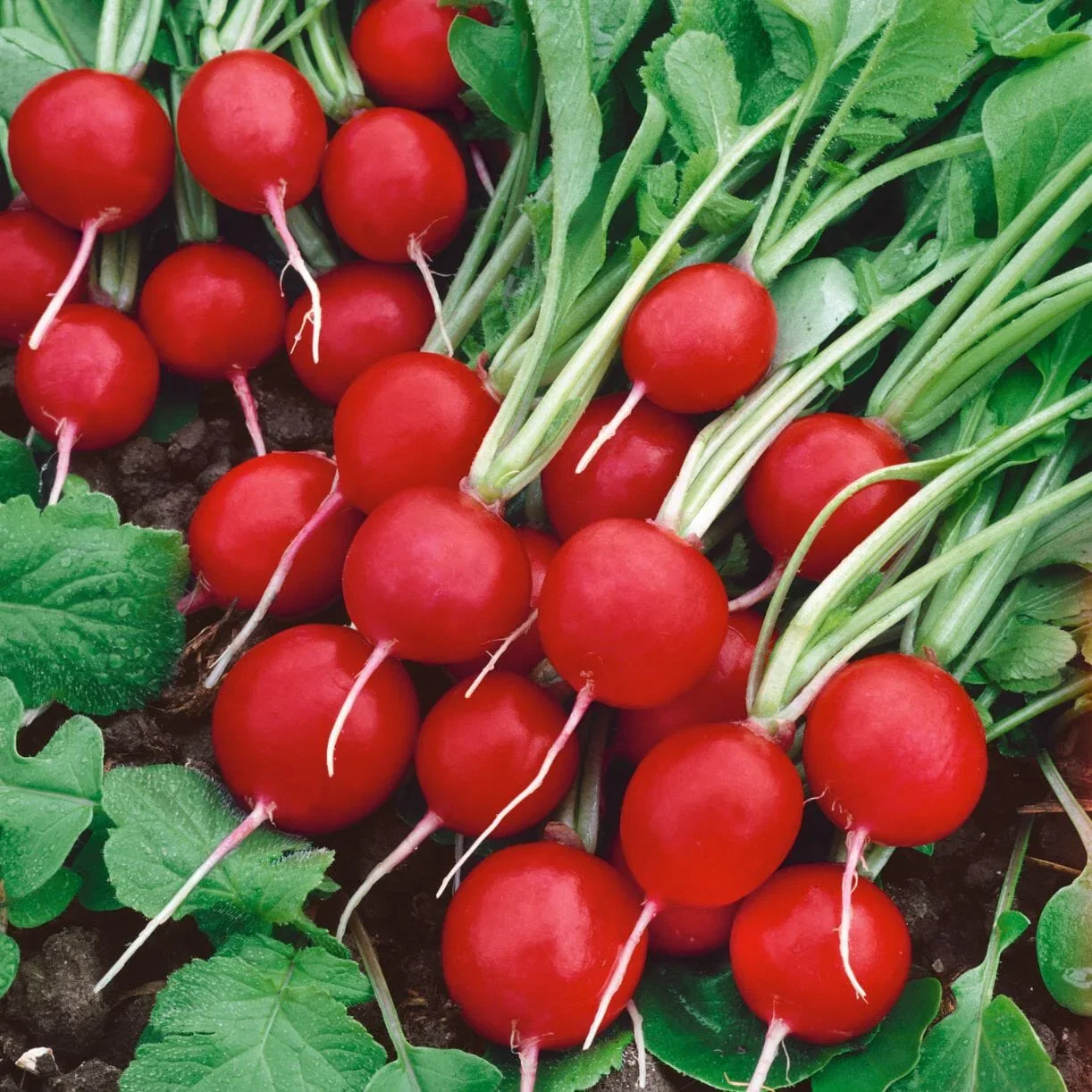 Radish Seeds - Rudolph (Organic)