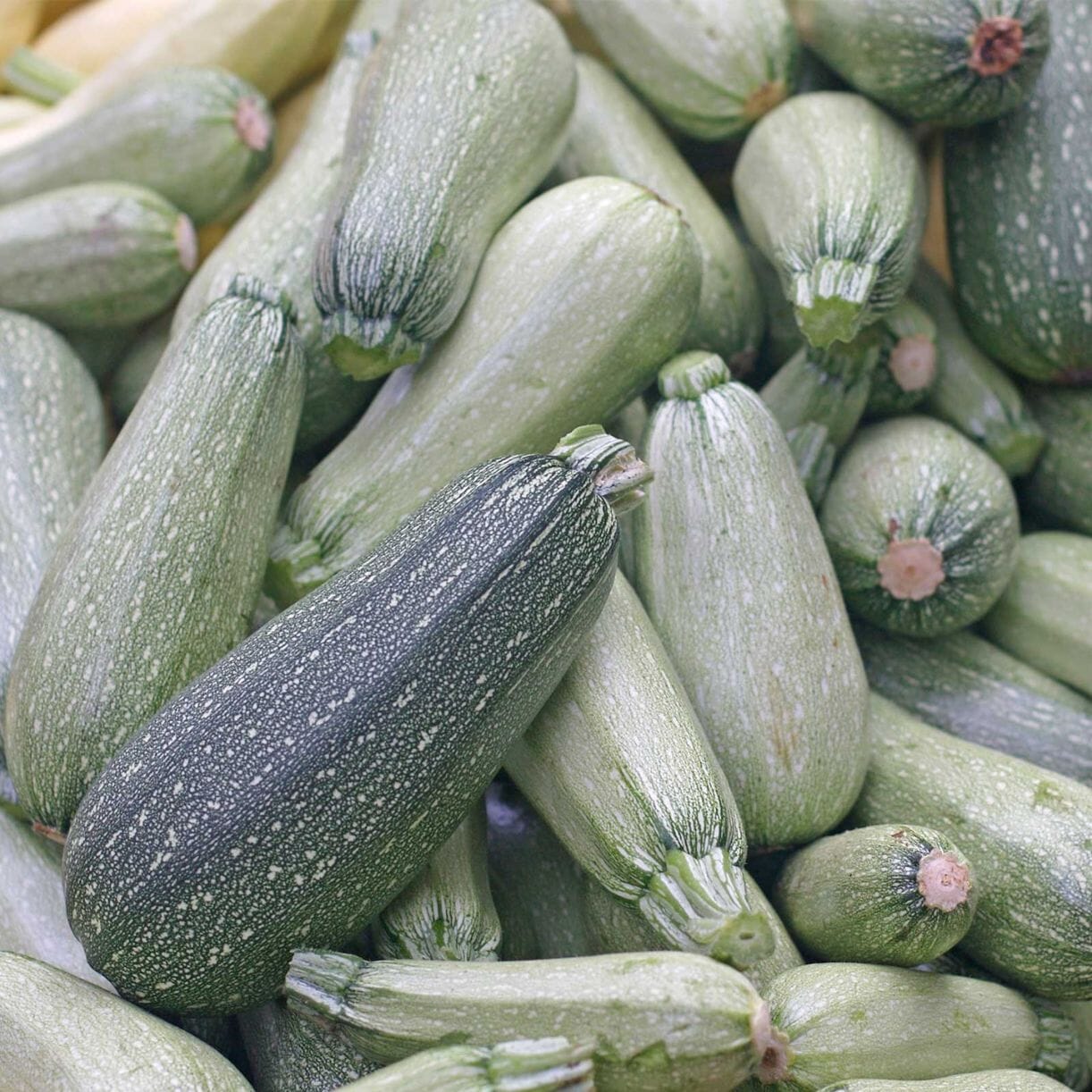 Squash Seeds - Summer - Zucchini Grey (Organic)