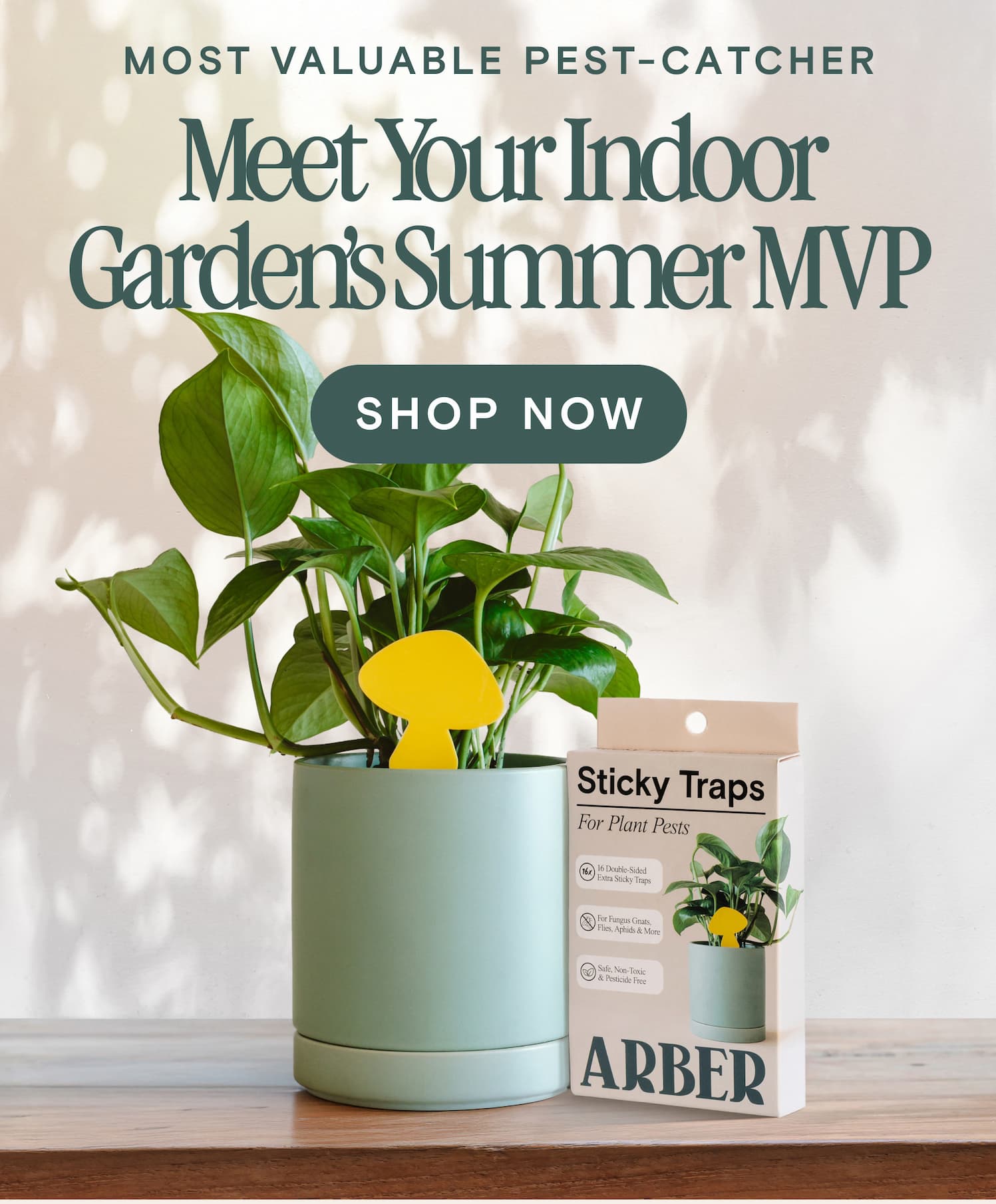 Meet your indoor garden's summer MVP