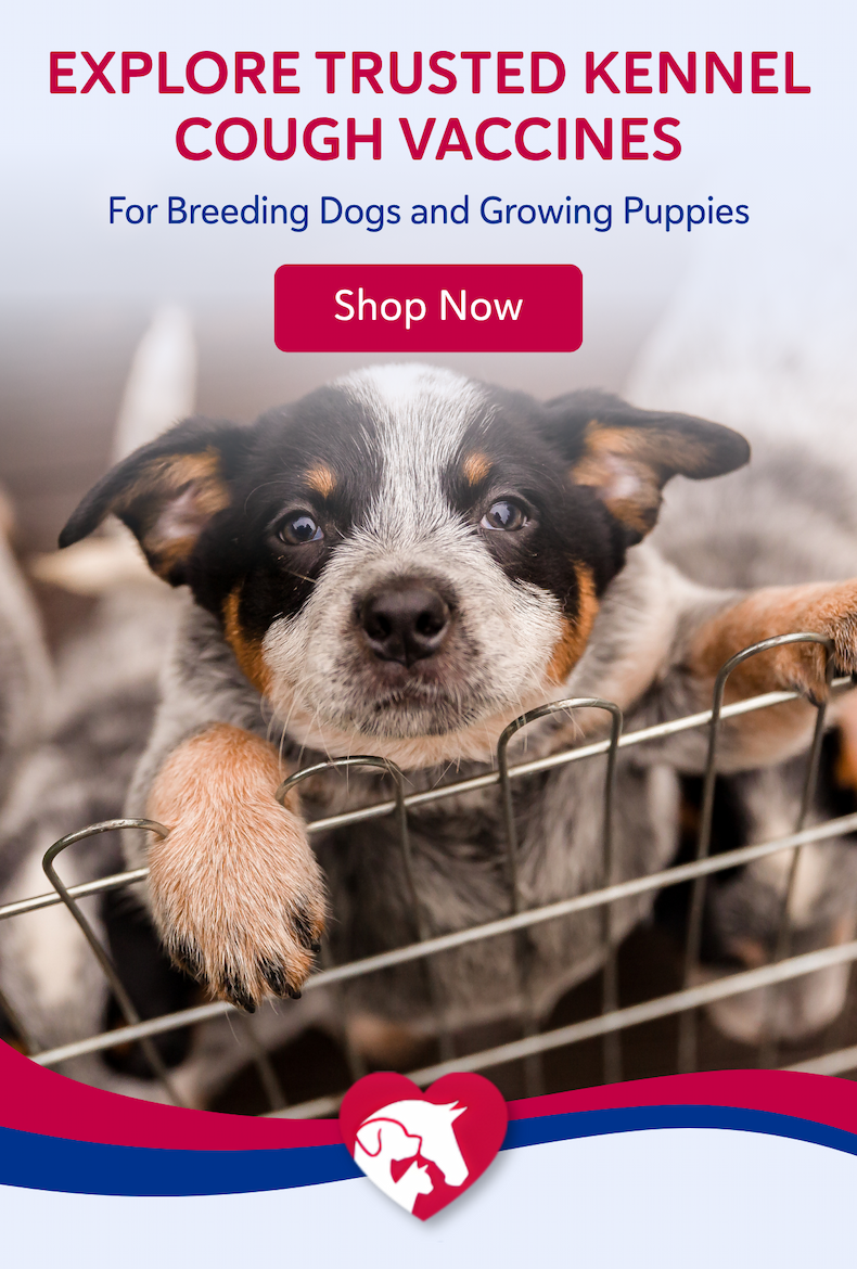 Explore trusted kennel cough vaccines for breeding dogs and growing puppies