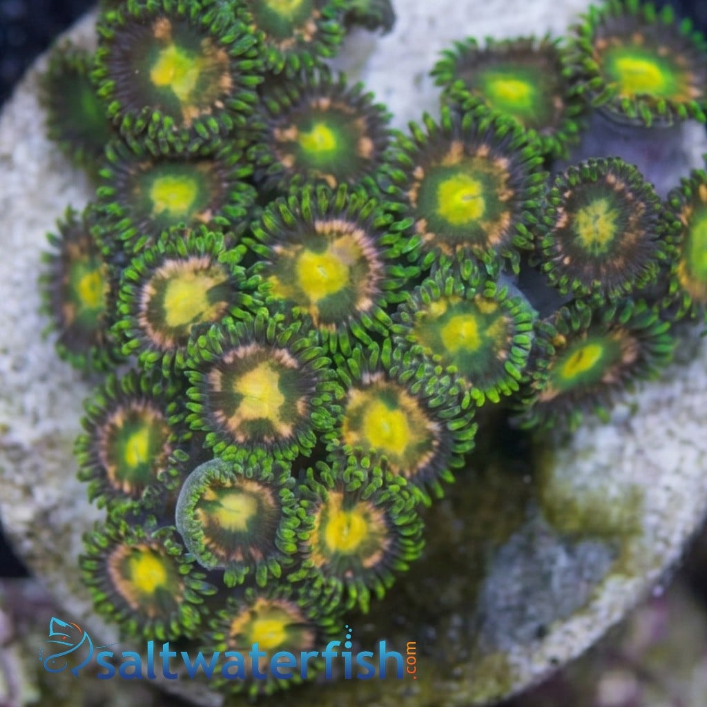 Zoanthid Color Mix - Aquacultured