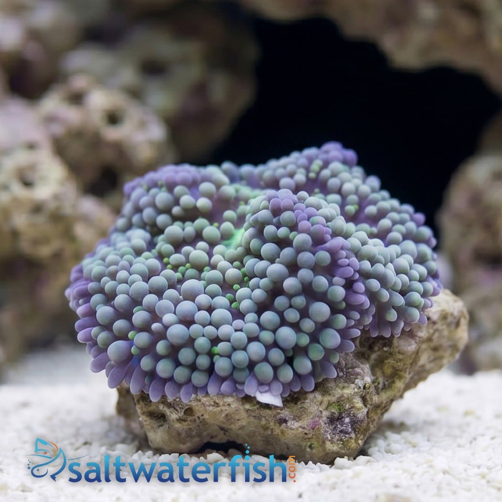 Ricordea Mushroom: Green/Blue - Atlantic