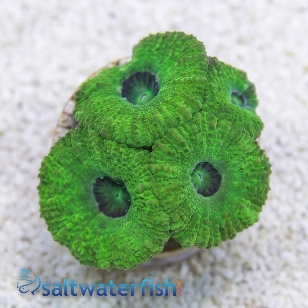 Acan Lord: Single Color