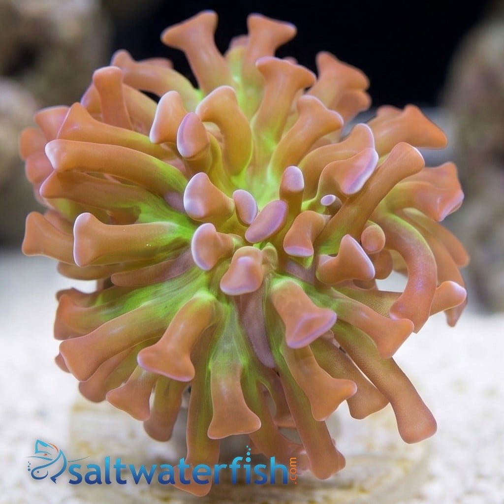 Hammer Coral: Branching PurpleTips w/ Green Tentacles - Aquacultured