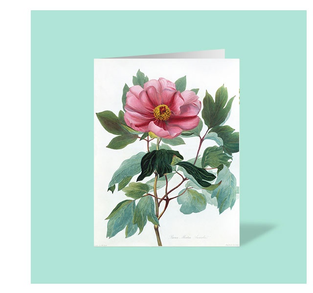 Botanical Illustrations Notecards