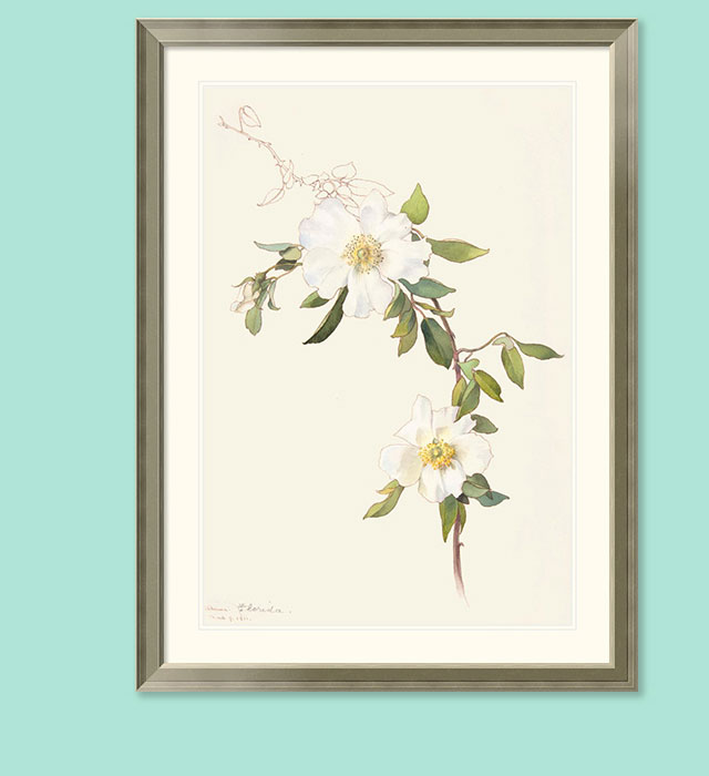 White Clematis, 1911. Margaret Neilson Armstrong. Watercolor and brown ink over graphite. Gift of Helena Bienstock, Cynthia MacKay Keegan and Frank E. Johnson, 2010.