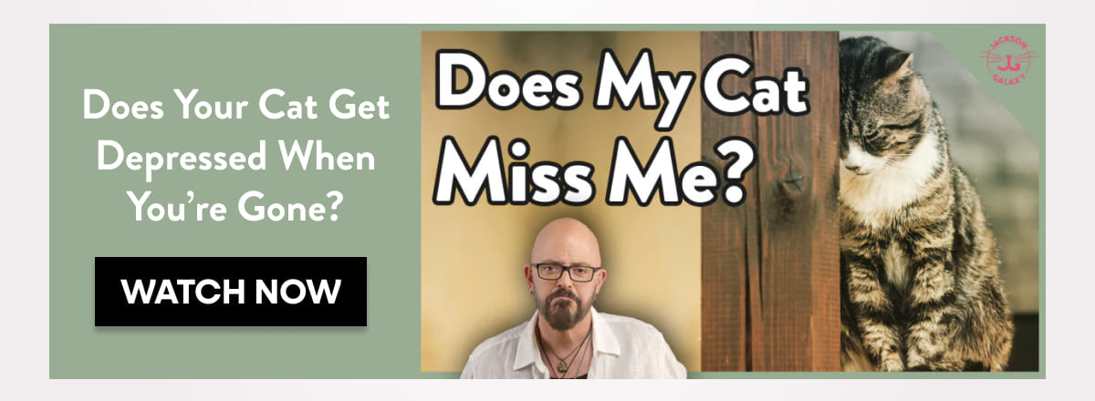 Does Your Cat Get Depressed When You’re Gone? 