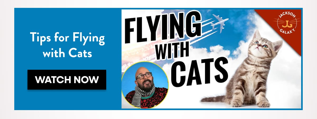 Tips for Flying with Cats