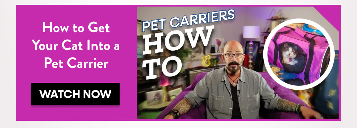 How to Get Your Cat Into a Pet Carrier 