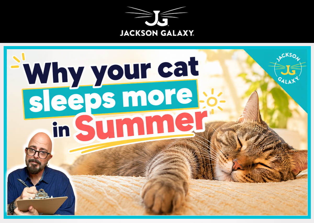 Learn why your cat is sleeping more