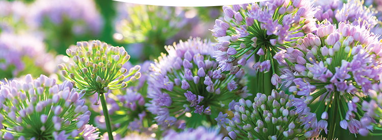 Allium Plants