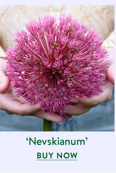 In Orbit, Allium