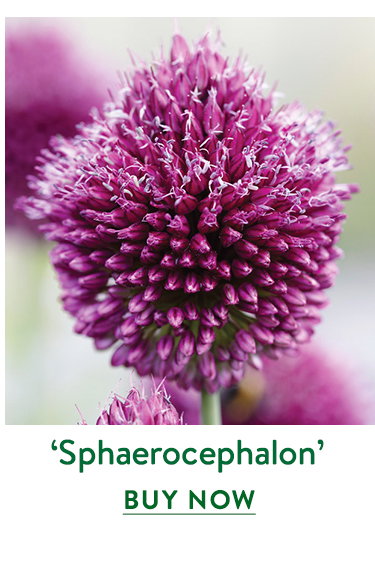 Pink Moon, Allium