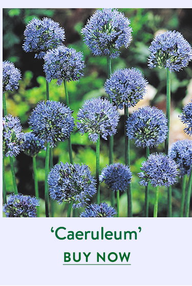Caeruleum, Allium