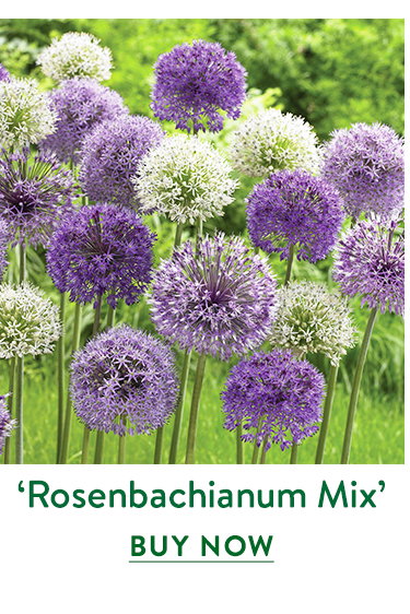 Rosenbachianum, Allium