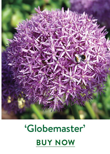 Globemaster, Allium
