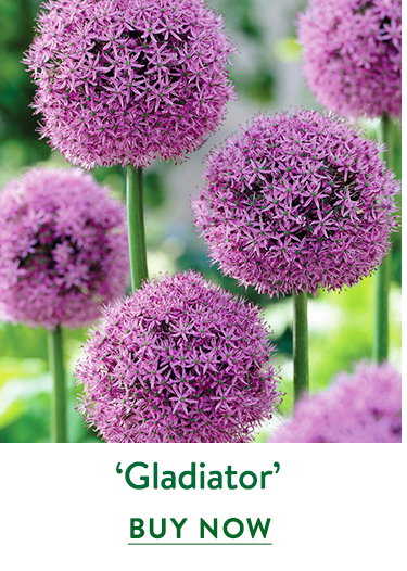 Nevaskianum Allium
