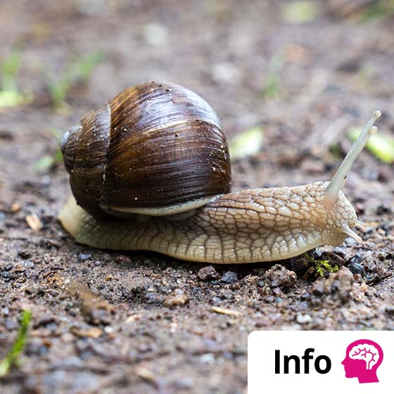 Zó stop je een (naakt)slakkenplaag