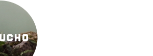 Ayacucho Brand