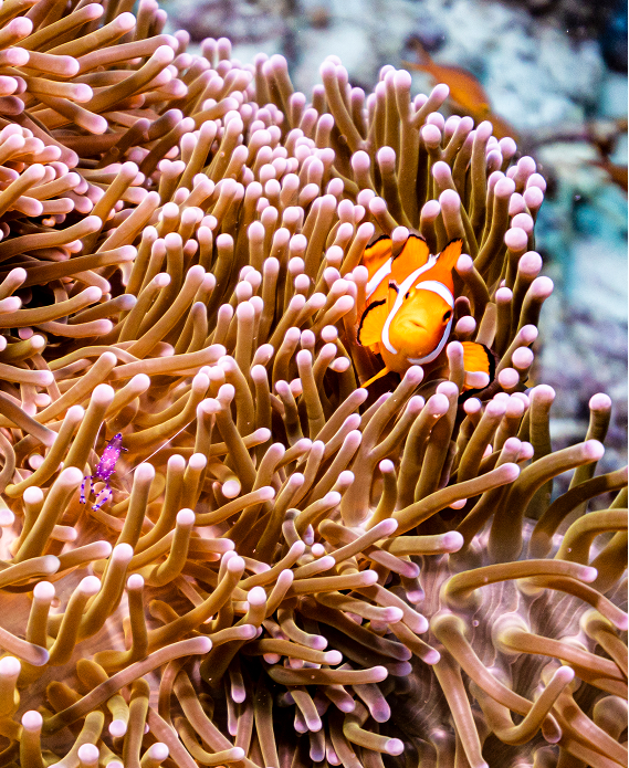 BMF - Coral Photo