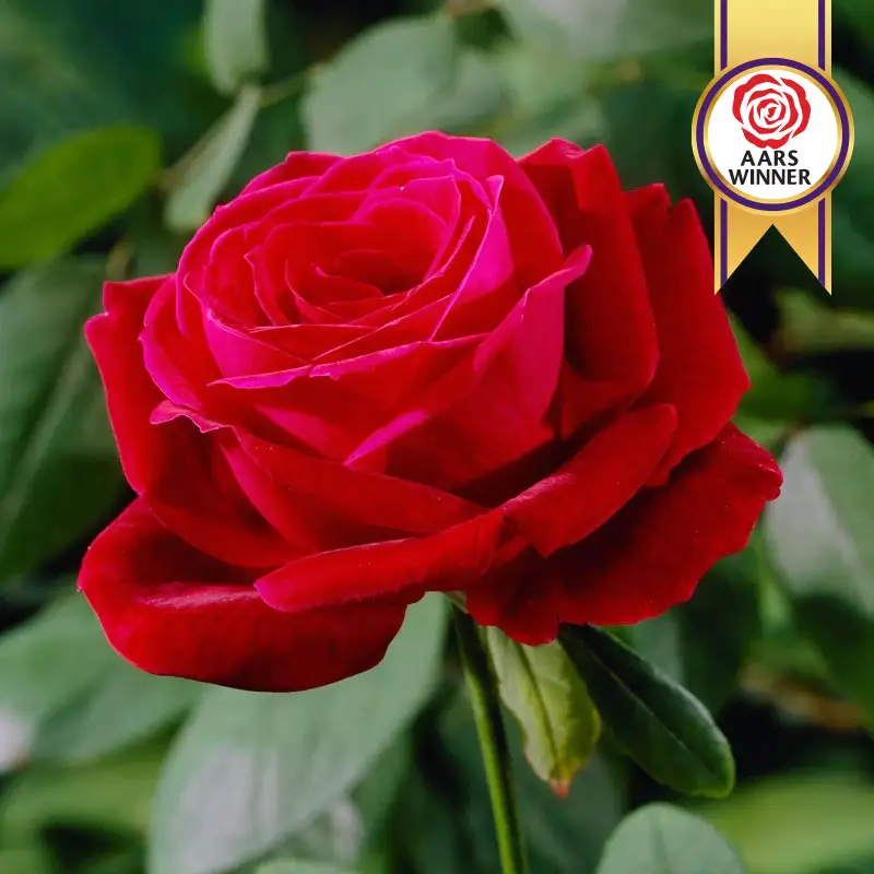 Mister Lincoln Hybrid Tea Rose
