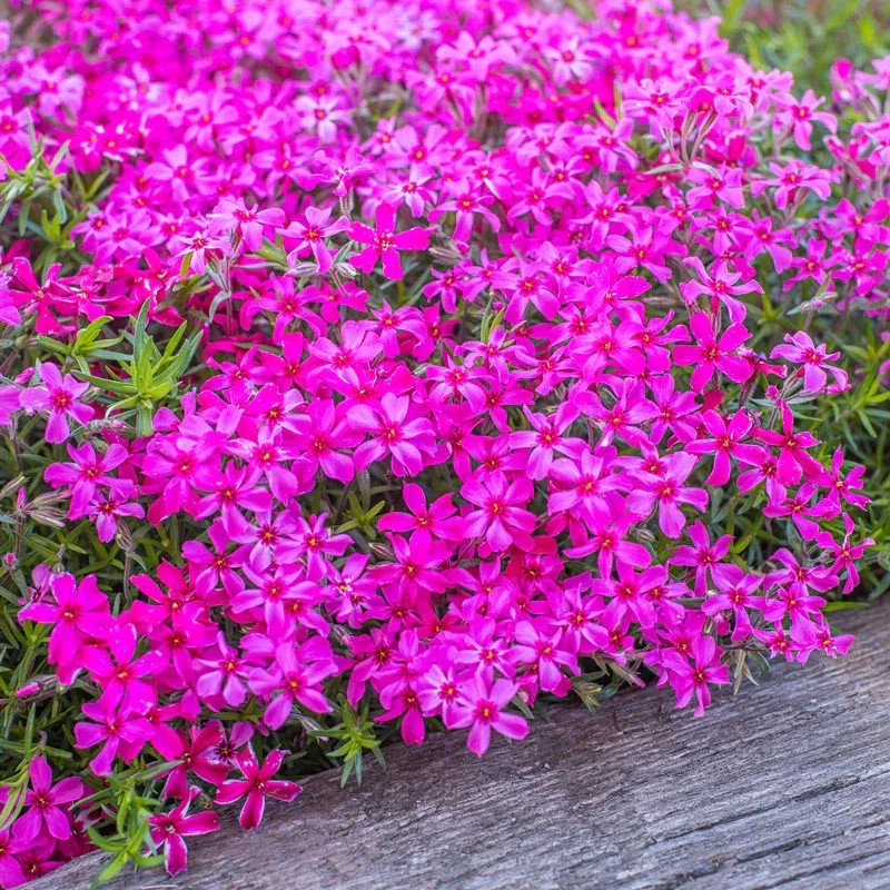 Scarlet Flame Carpet Phlox