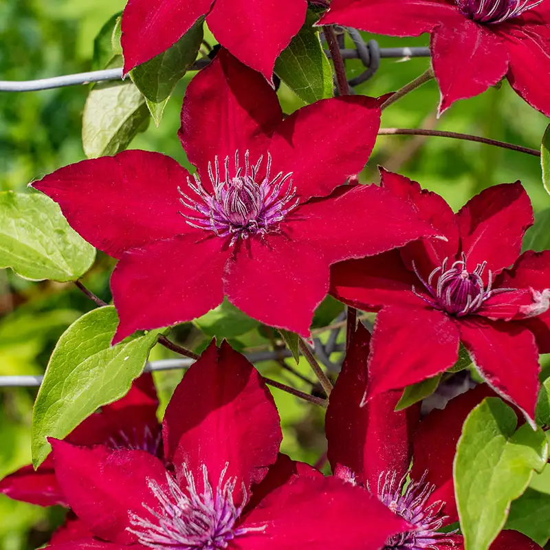 Clematis Nubia Boulevard®
                  