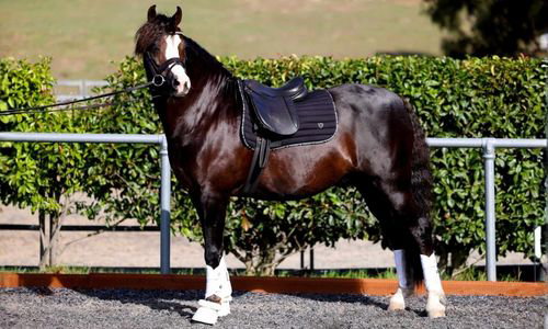 Horse wear bundle