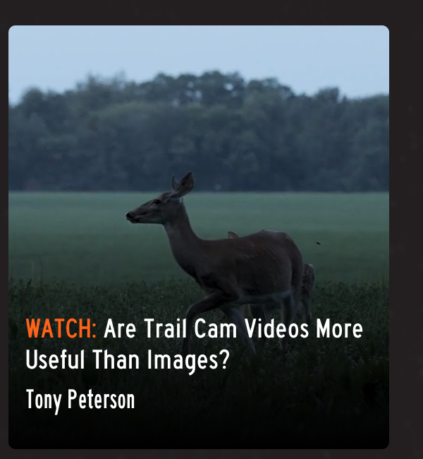 Are trail cam videos more useful than images