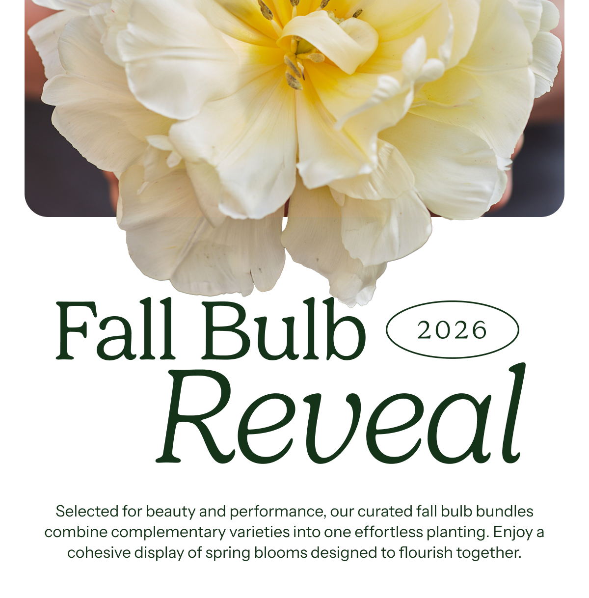 2026 Fall Bulb Reveal – Selected for beauty and performance, our curated fall bulb bundles combine complementary varieties into one effortless planting. Enjoy a cohesive display of spring blooms designed to flourish together.