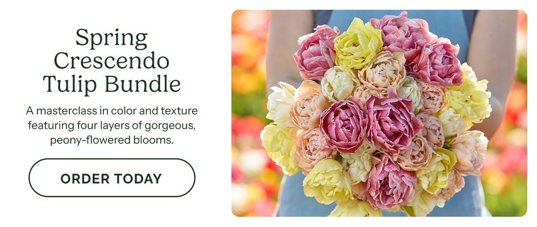 Spring Crescendo Tulip Bundle