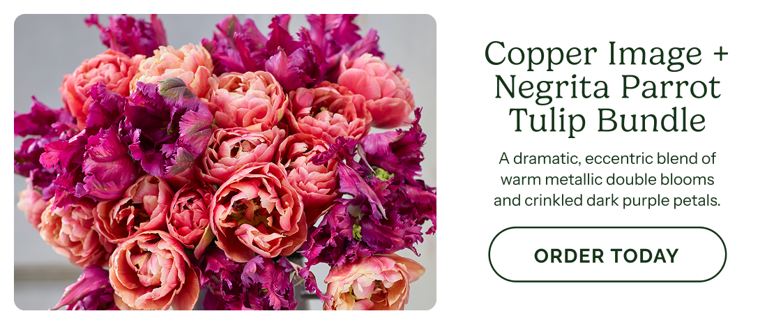 Coppet Image + Negrita Parrot Tulip Bundle