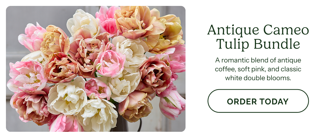 Antique Cameo Tulip Bundle