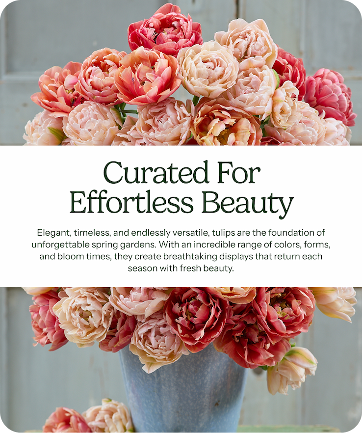 Curated for Effortless Beauty – Elegant, timeless, and endlessly versatile, tulips are the foundation of unforgettable spring gardens. With an incredible range of colors, forms, and bloom times, they create breathtaking displays that return each season with fresh beauty.