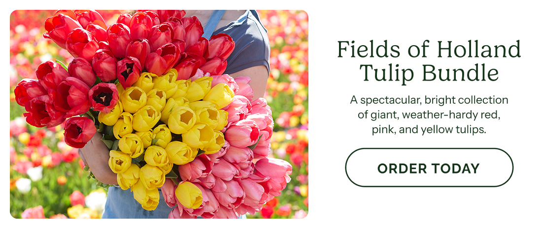 Fields of Holland Tulip Bundle