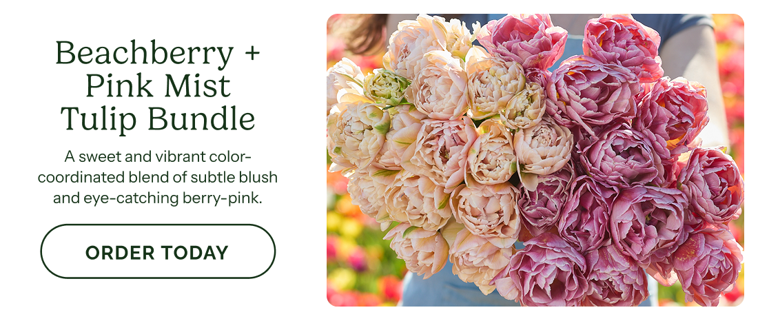 Beachberry + Pink Mist Tulip Bundle