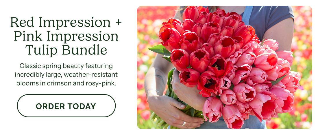 Red Impression + Pink Impression Tulip Bundle