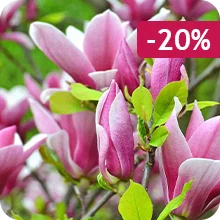 Magnolia de Soulange