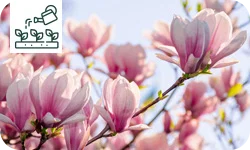 6 magnolias pour le jardin ou pot : Quelle variété choisir ?
