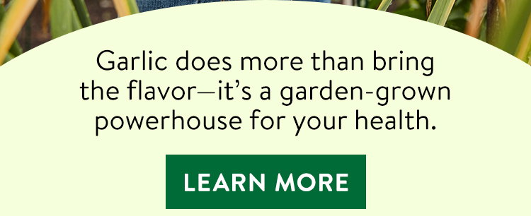 Garlic Bulbs