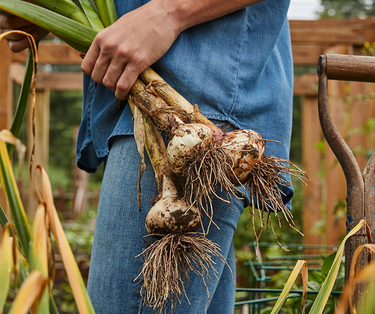 Garlic Bulbs