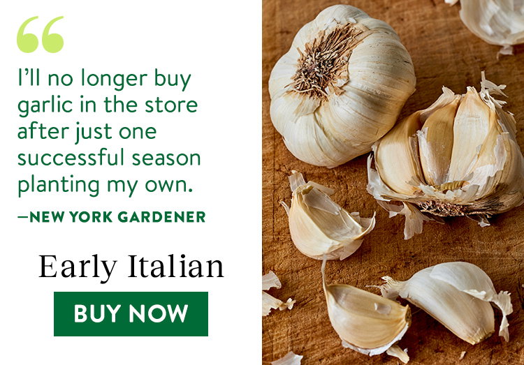 Early Italian Garlic Bulbs