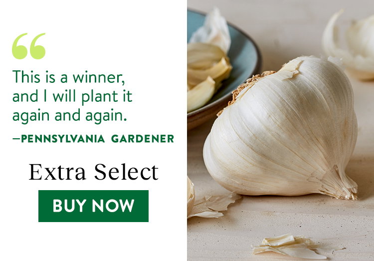 Extra Select Garlic Bulbs