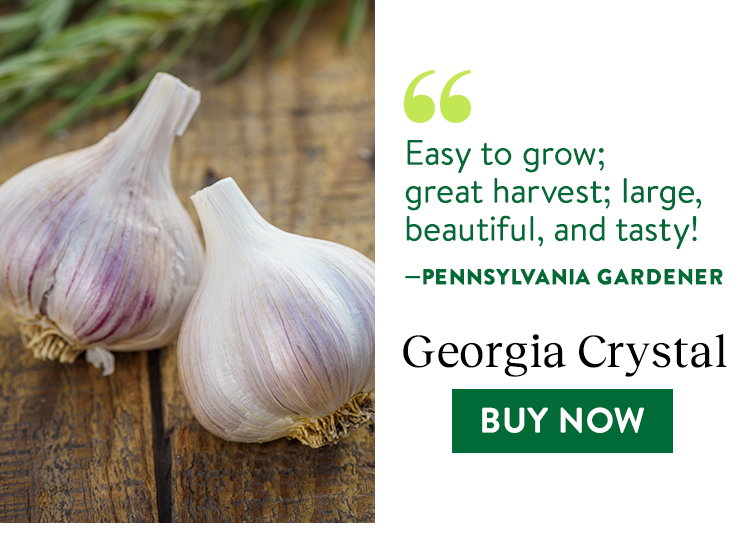Georgia Crystal Garlic Bulbs