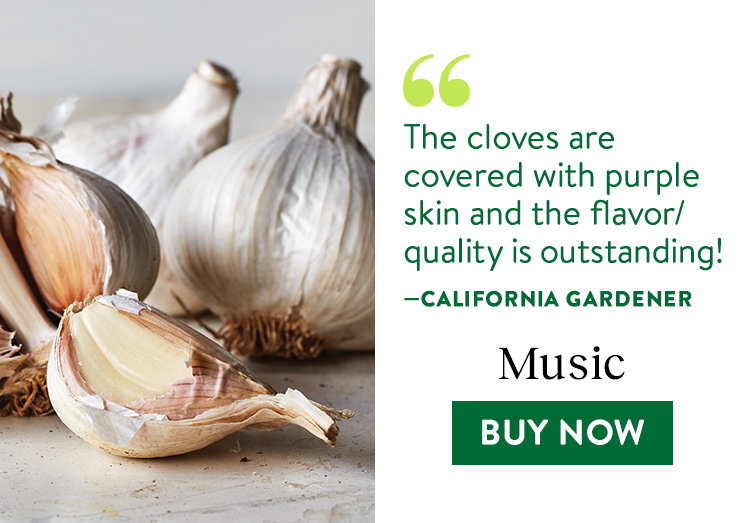 Music Garlic Bulbs