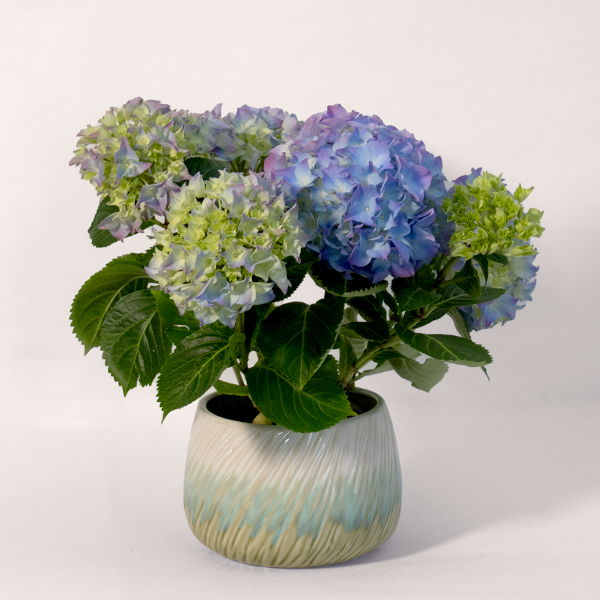 Blaue Hortensie im Keramiktopf für 24,99 €