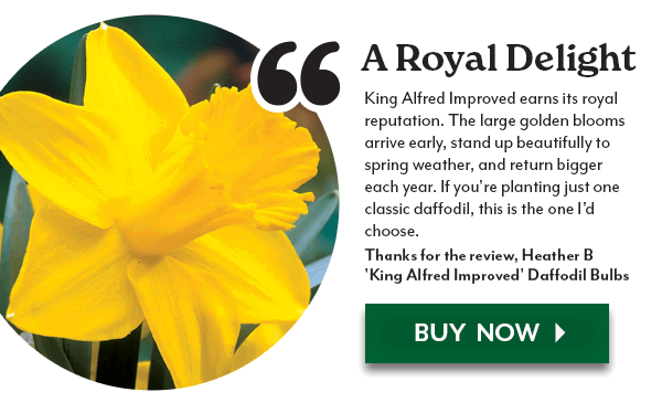 'King Alfred Improved' Daffodil Bulbs