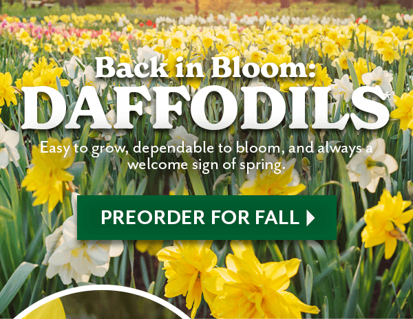 back in bloom: DAFFODILS